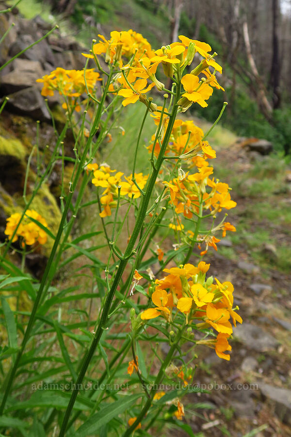 wallflowers (Erysimum capitatum) [Upper McCord Creek Falls Trail, Mt. Hood National Forest, Multnomah County, Oregon]
