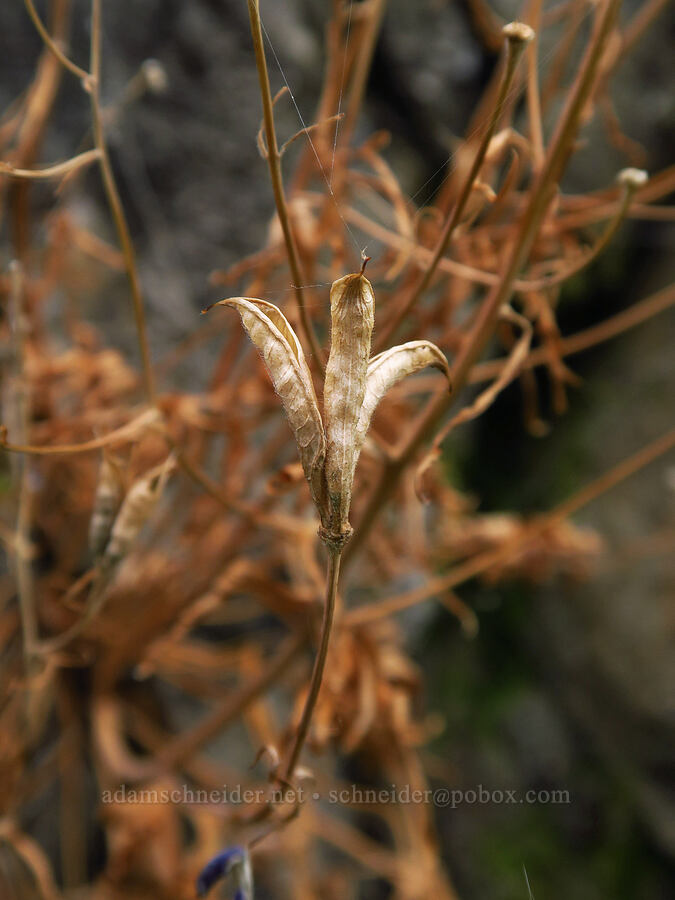 Columbia Gorge larkspur, gone to seed (Delphinium basalticum (Delphinium glareosum)) [Upper McCord Creek Falls Trail, Mt. Hood National Forest, Multnomah County, Oregon]