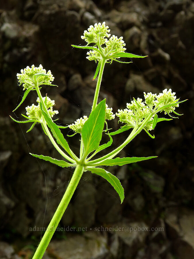 heart-leaf buckwheat (Eriogonum compositum) [Upper McCord Creek Falls Trail, Mt. Hood National Forest, Multnomah County, Oregon]