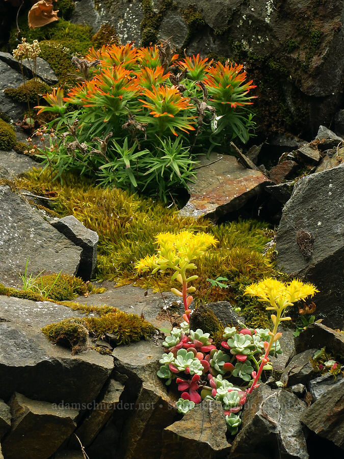 broad-leaf stonecrop & cliff paintbrush (Sedum spathulifolium, Castilleja rupicola) [Upper McCord Creek Falls Trail, Mt. Hood National Forest, Multnomah County, Oregon]