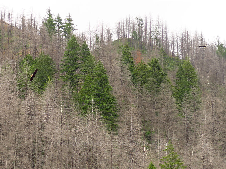 bald eagles (Haliaeetus leucocephalus) [Upper McCord Creek Falls Trail, Mt. Hood National Forest, Multnomah County, Oregon]