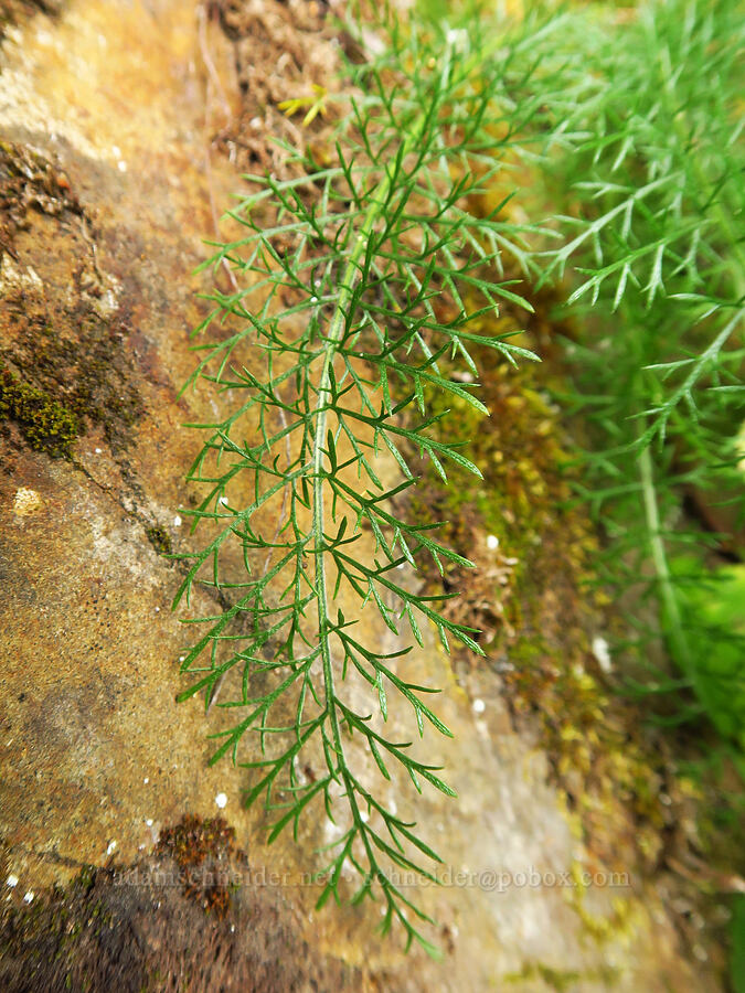 yarrow with enormous leaves (Achillea millefolium) [Upper McCord Creek Falls Trail, Mt. Hood National Forest, Multnomah County, Oregon]