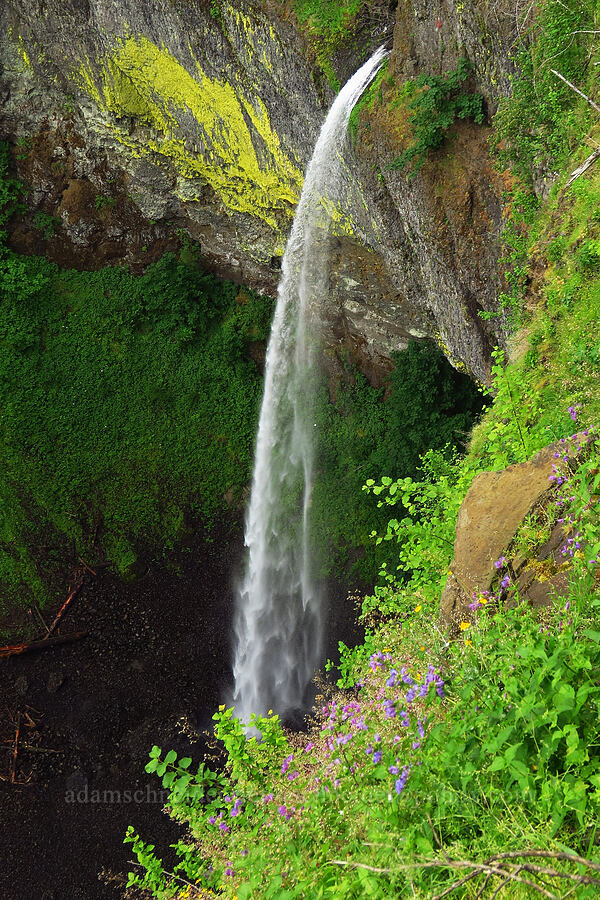 Elowah Falls & wildflowers [Upper McCord Creek Falls Trail, Mt. Hood National Forest, Multnomah County, Oregon]