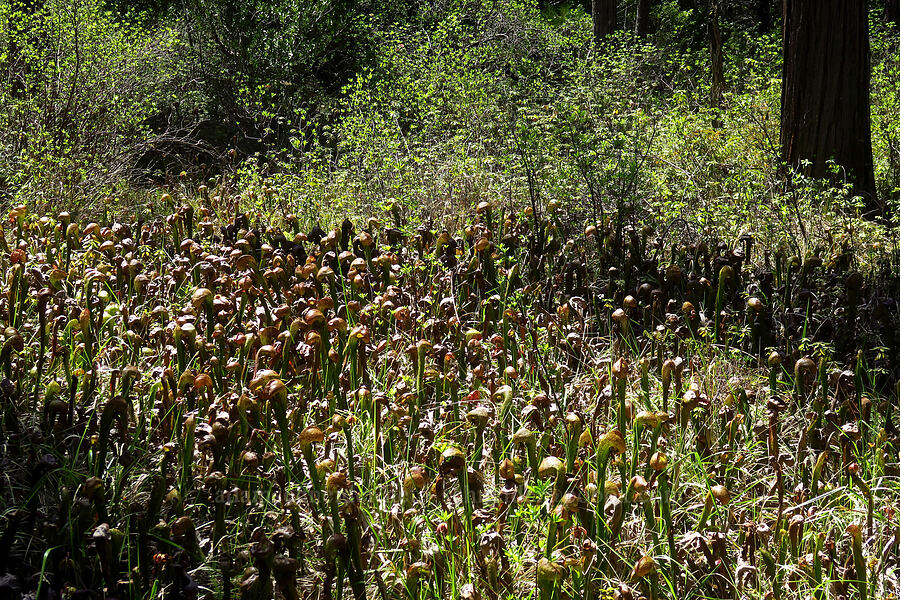 California pitcher plants (Darlingtonia californica) [Darlingtonia Trail, Six Rivers National Forest, Del Norte County, California]