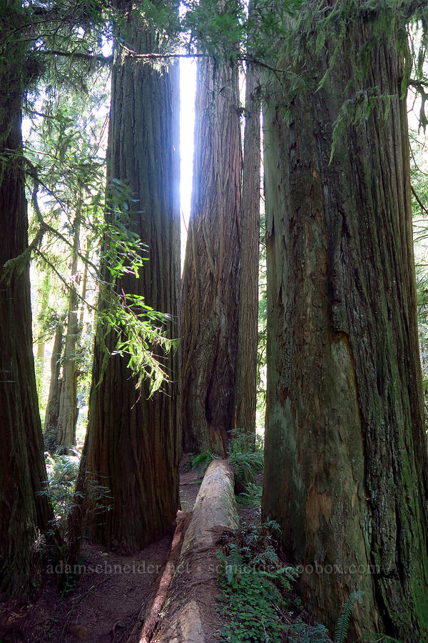 coast redwood trees (Sequoia sempervirens) [Simpson-Reed Grove Trail, Jedediah Smith Redwoods State Park, California]