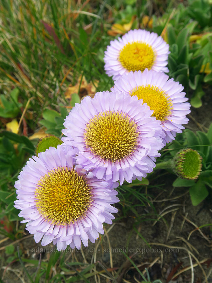 seaside daisies (Erigeron glaucus) [Point St. George, Del Norte County, California]