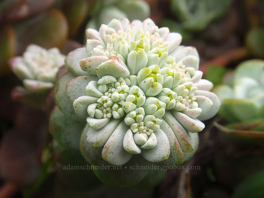 broad-leaf stonecrop (Sedum spathulifolium) [Point St. George, Del Norte County, California]