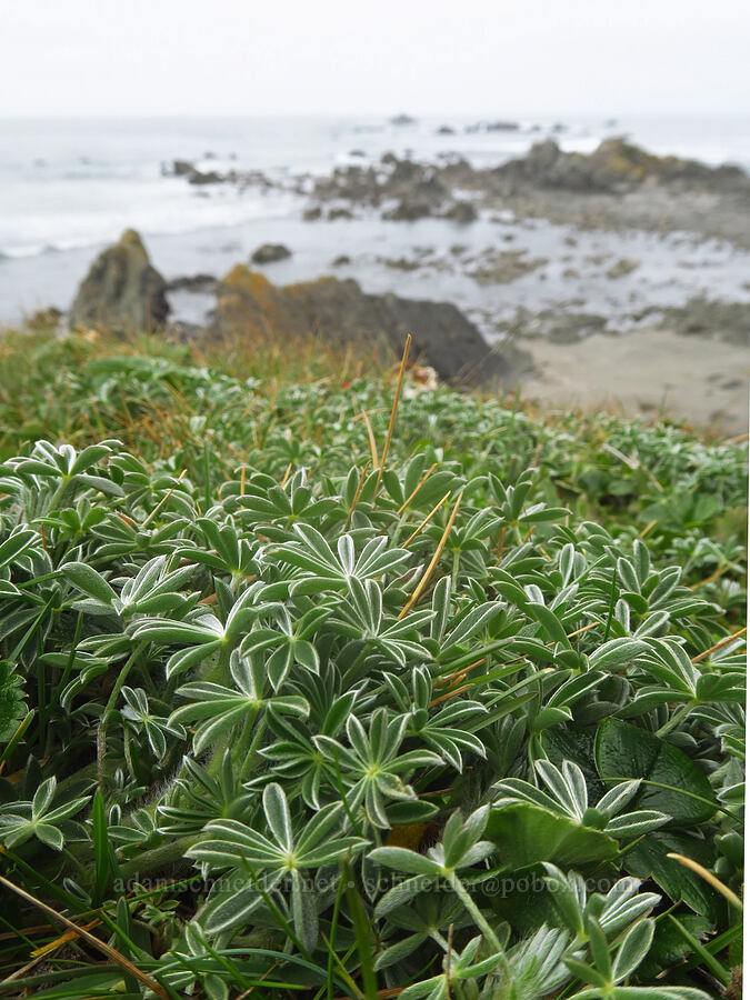 seashore lupine leaves (Lupinus littoralis) [Point St. George, Del Norte County, California]