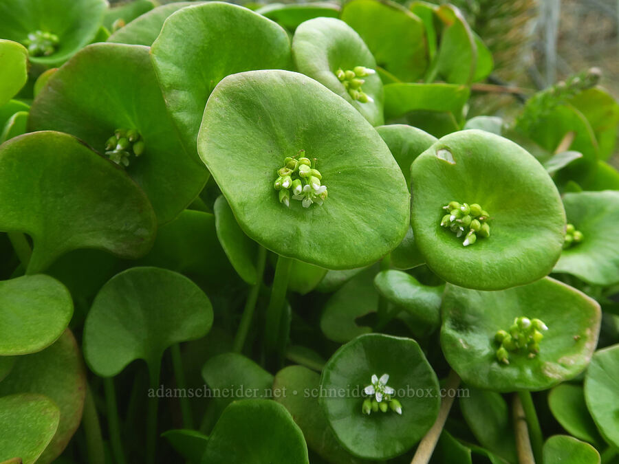 miner's lettuce (Claytonia perfoliata (Montia perfoliata)) [Point St. George, Del Norte County, California]
