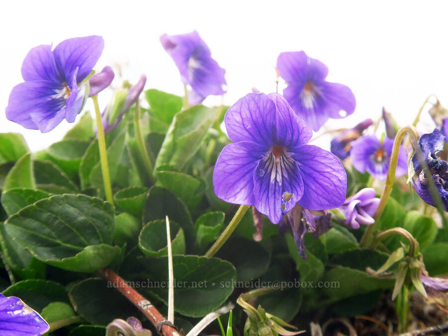 hooked blue violets (Viola adunca) [Point St. George, Del Norte County, California]