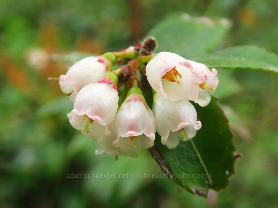evergreen huckleberries (Vaccinium ovatum) [Harris Beach State Park, Brookings, Curry County, Oregon]