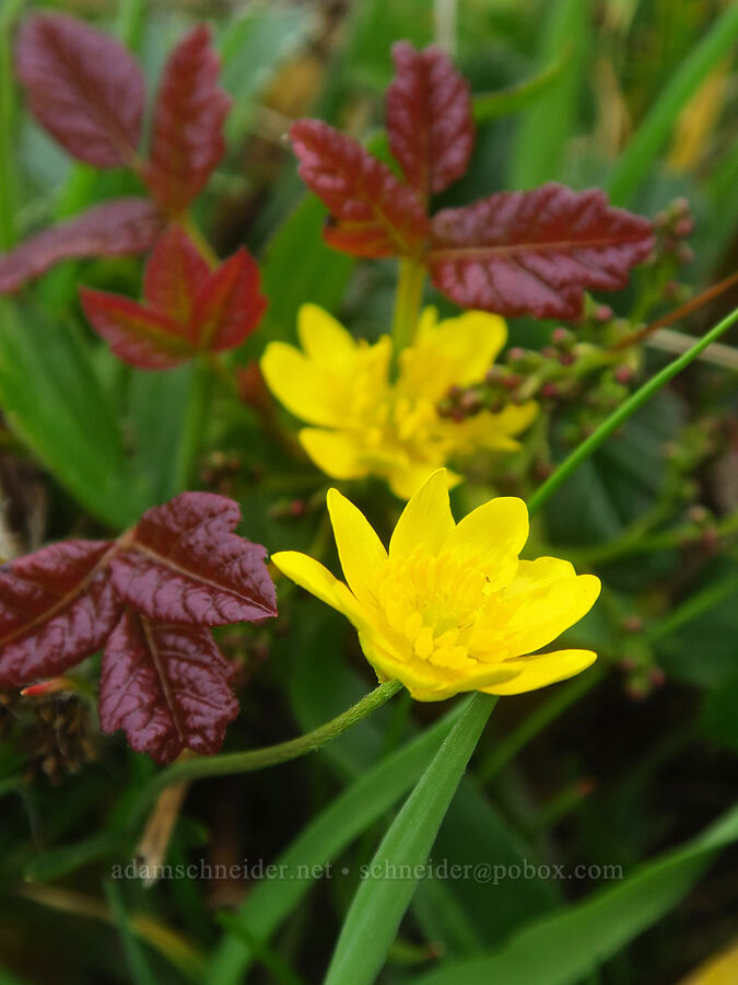 California buttercups & poison-oak (Ranunculus californicus, Toxicodendron diversilobum (Rhus diversiloba)) [Cape Ferrelo, Curry County, Oregon]