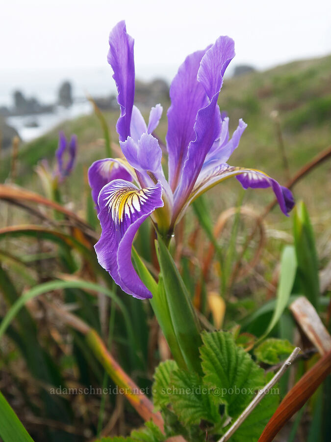 Douglas' iris (Iris douglasiana) [Cape Ferrelo, Curry County, Oregon]