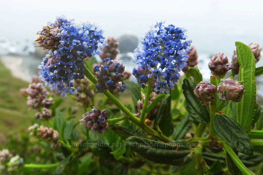 blue-blossom ceanothus (Ceanothus thyrsiflorus) [Cape Ferrelo, Curry County, Oregon]