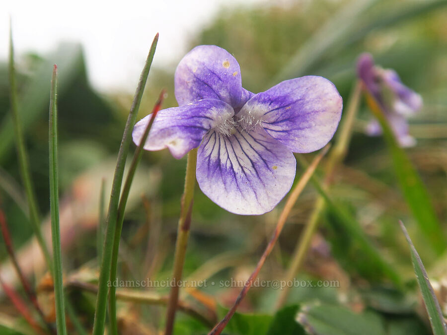 hooked blue violet (Viola adunca) [Cape Ferrelo, Curry County, Oregon]