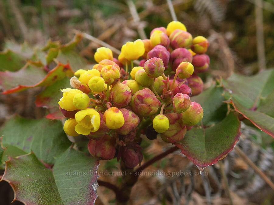 California Oregon-grape (Mahonia pinnata (Berberis pinnata)) [Cape Ferrelo, Curry County, Oregon]