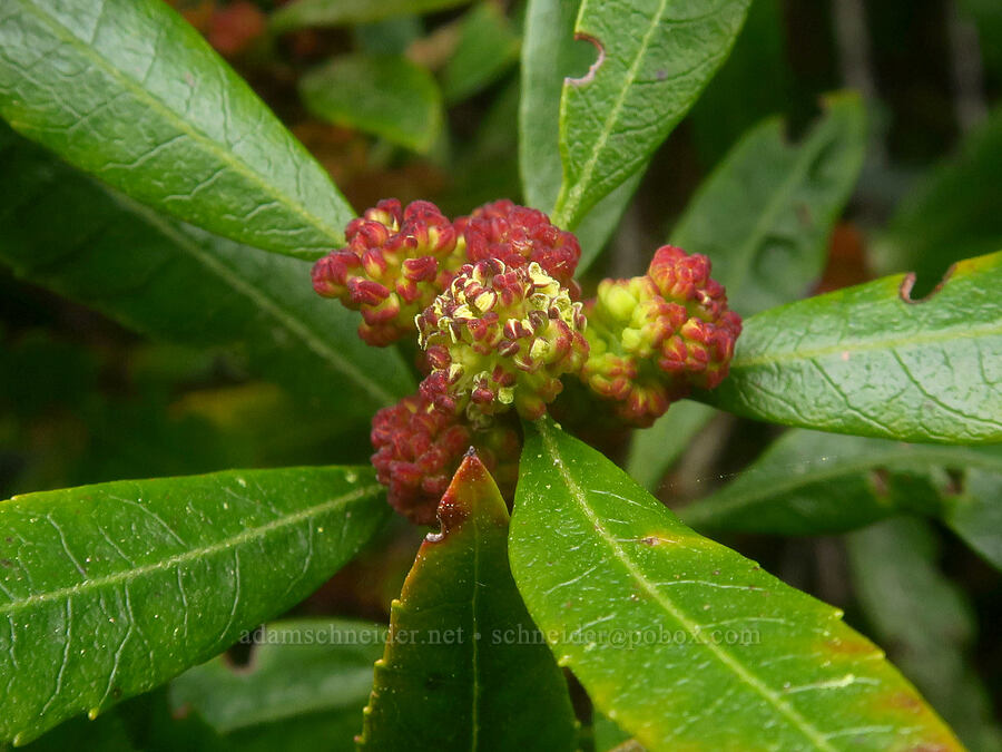 California bayberry (Pacific wax-myrtle) (Myrica californica) [Lone Ranch Beach, Curry County, Oregon]