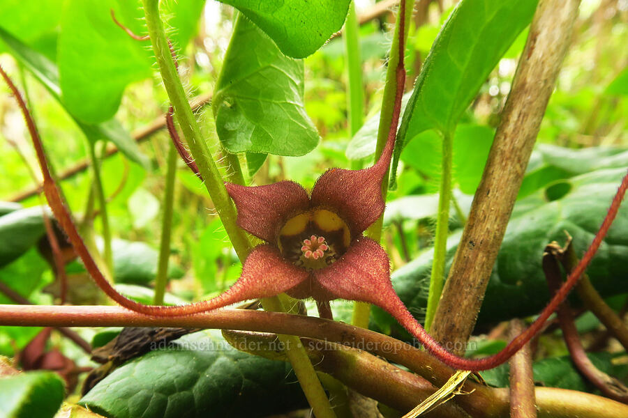 wild ginger with 4 sepals (Asarum caudatum) [Lone Ranch Beach, Curry County, Oregon]