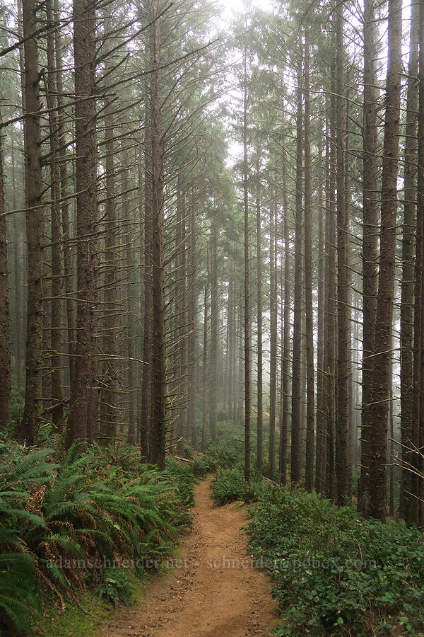 coastal forest [Indian Sands Trail, Curry County, Oregon]