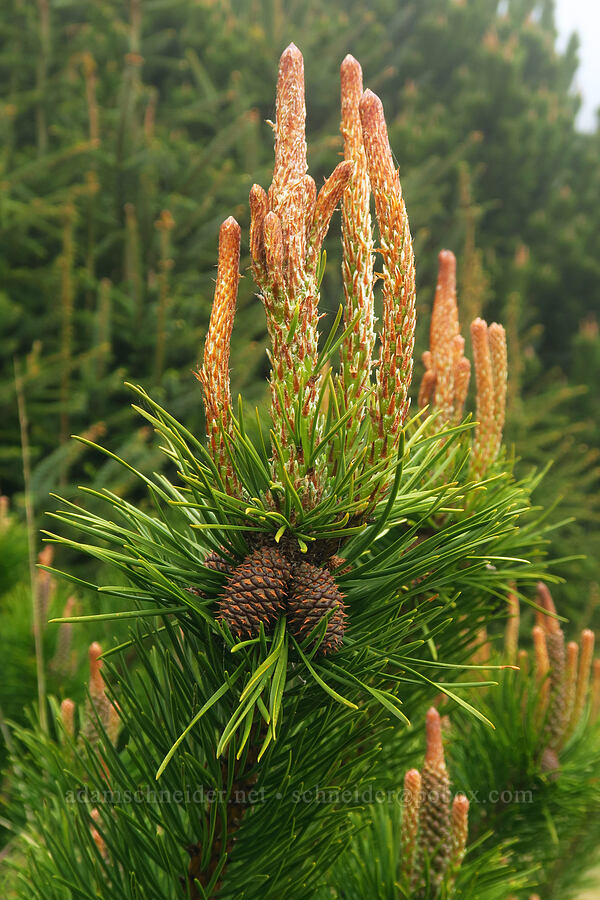 new growth on shore pines (Pinus contorta ssp. contorta) [Indian Sands Trail, Curry County, Oregon]