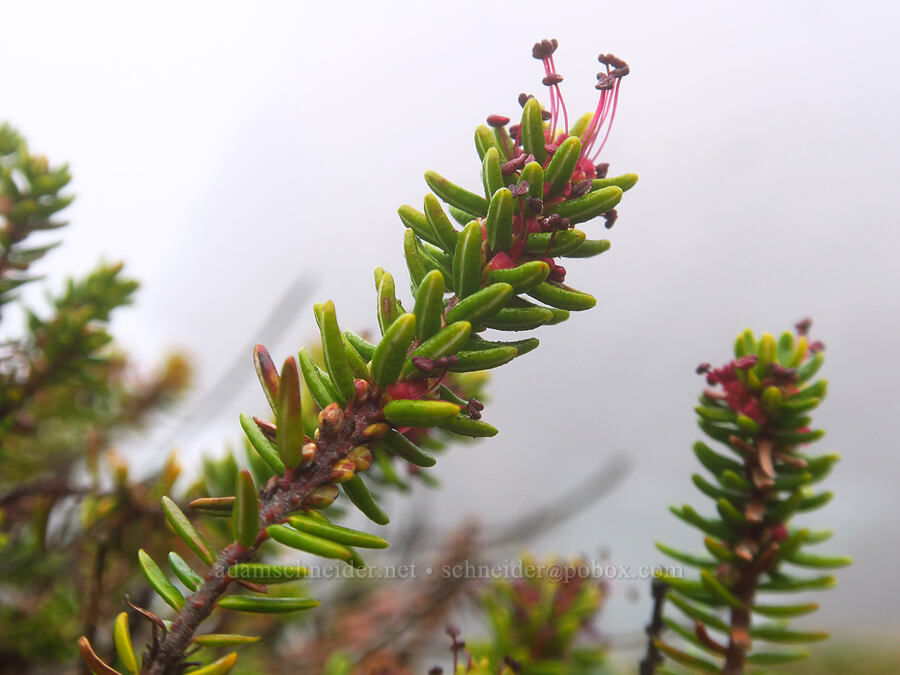 crowberry flowers (Empetrum nigrum) [Indian Sands Trail, Curry County, Oregon]
