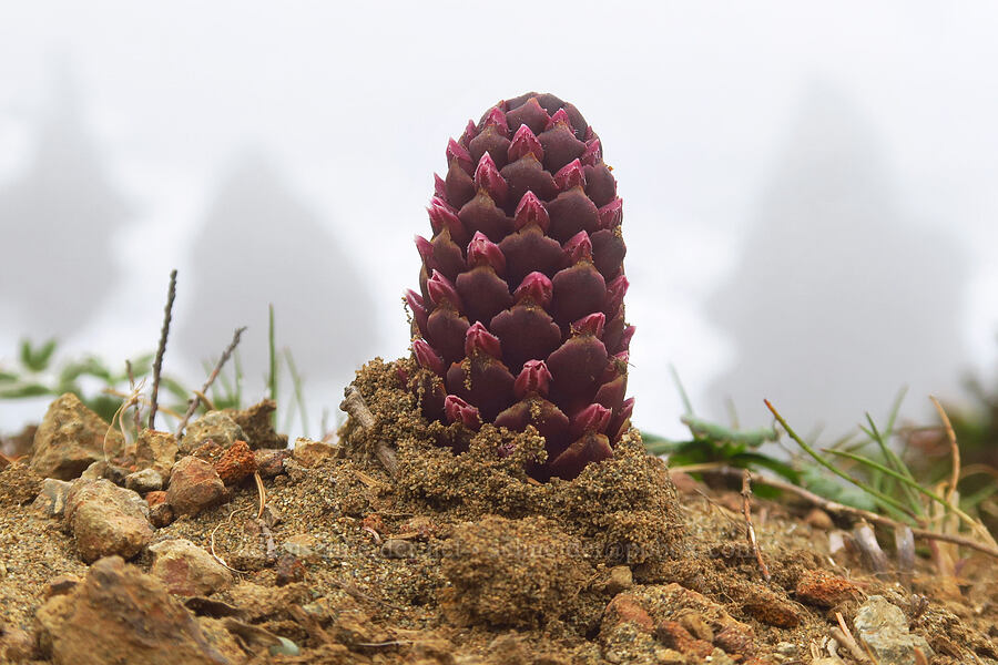 Vancouver ground-cone (Kopsiopsis hookeri (Boschniakia hookeri)) [Indian Sands Trail, Curry County, Oregon]