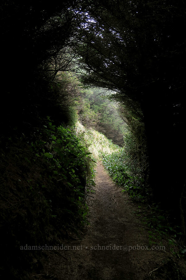vegetation tunnel [Indian Sands Trail, Curry County, Oregon]