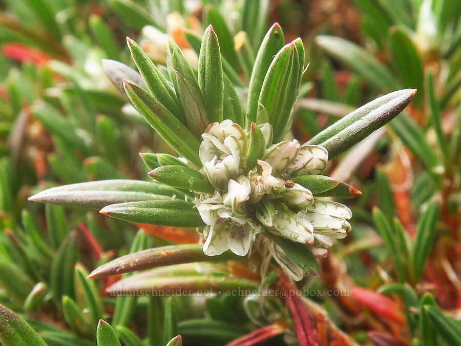beach knotweed (Polygonum paronychia) [Kissing Rock Wayside, Curry County, Oregon]
