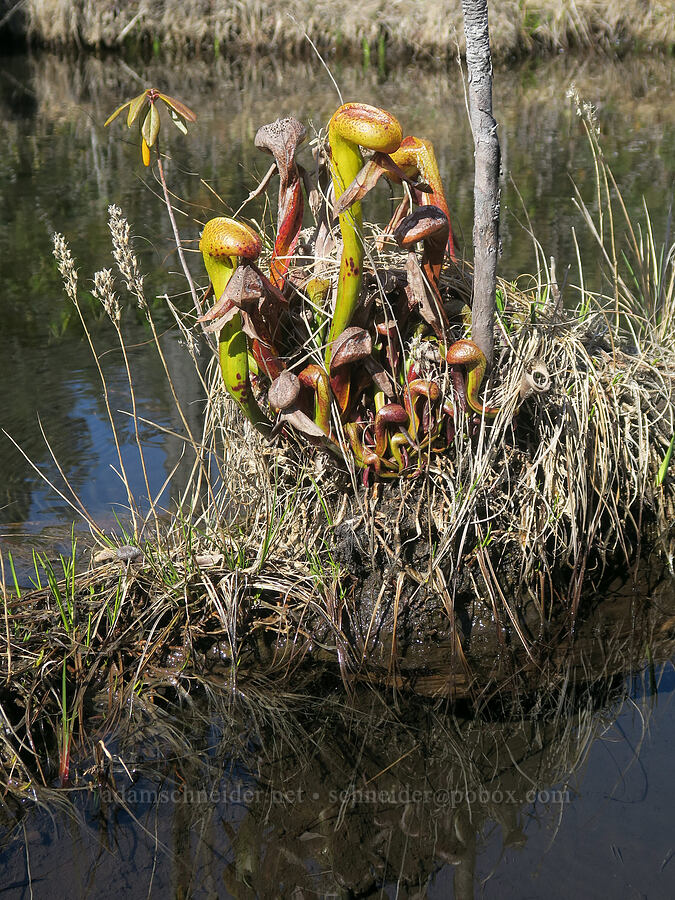 California pitcher plants (Darlingtonia californica) [Hunter Creek Bog ACEC, Curry County, Oregon]