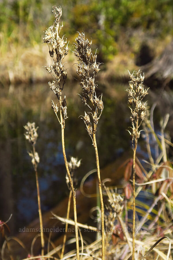 last year's bog asphodel (Narthecium californicum) [Hunter Creek Bog ACEC, Curry County, Oregon]