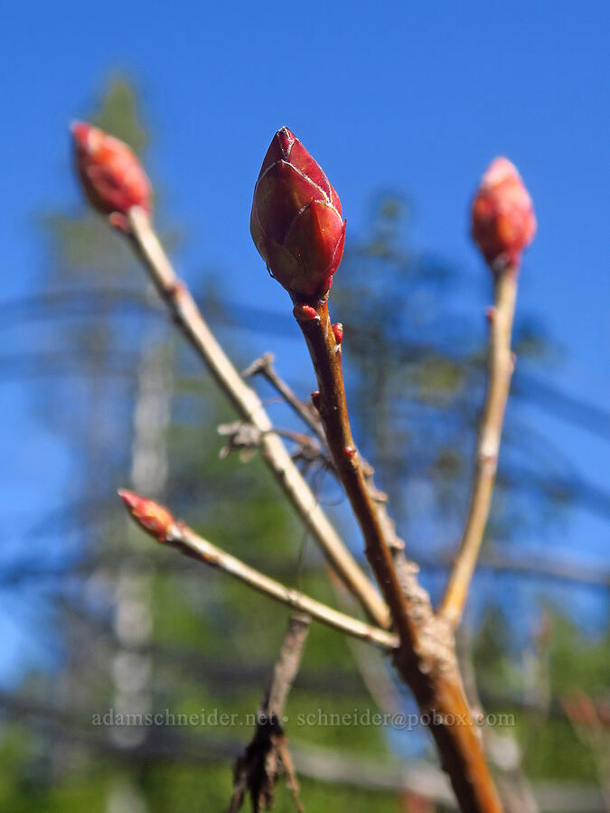 azalea buds (Rhododendron occidentale) [Hunter Creek Bog ACEC, Curry County, Oregon]