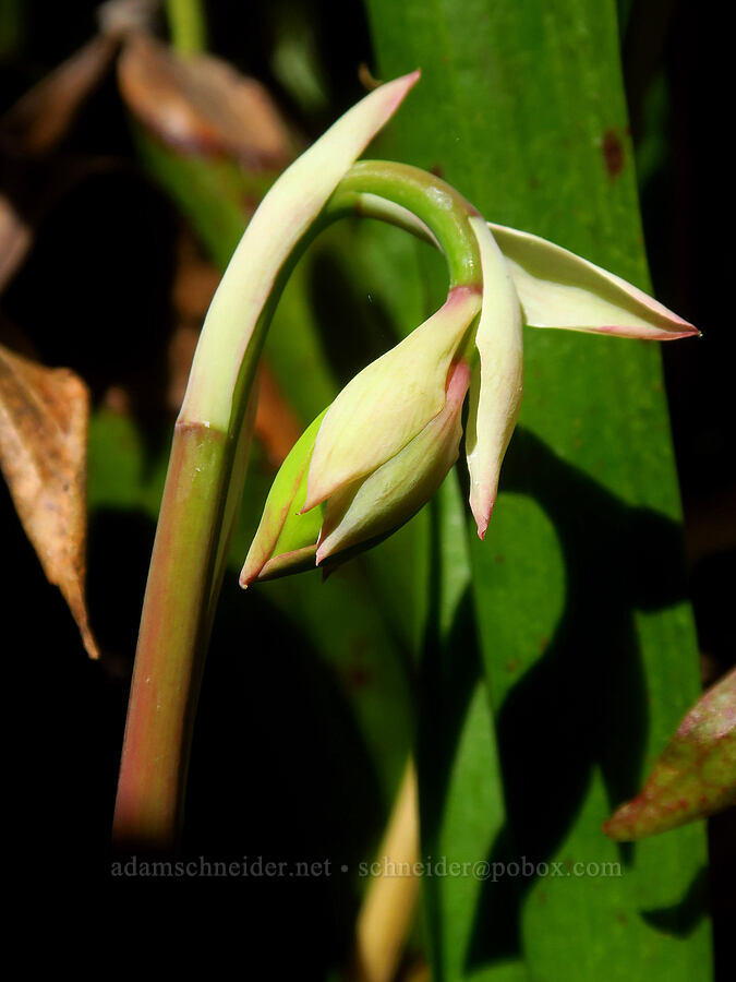 California pitcher plant, budding (Darlingtonia californica) [Hunter Creek Bog ACEC, Curry County, Oregon]