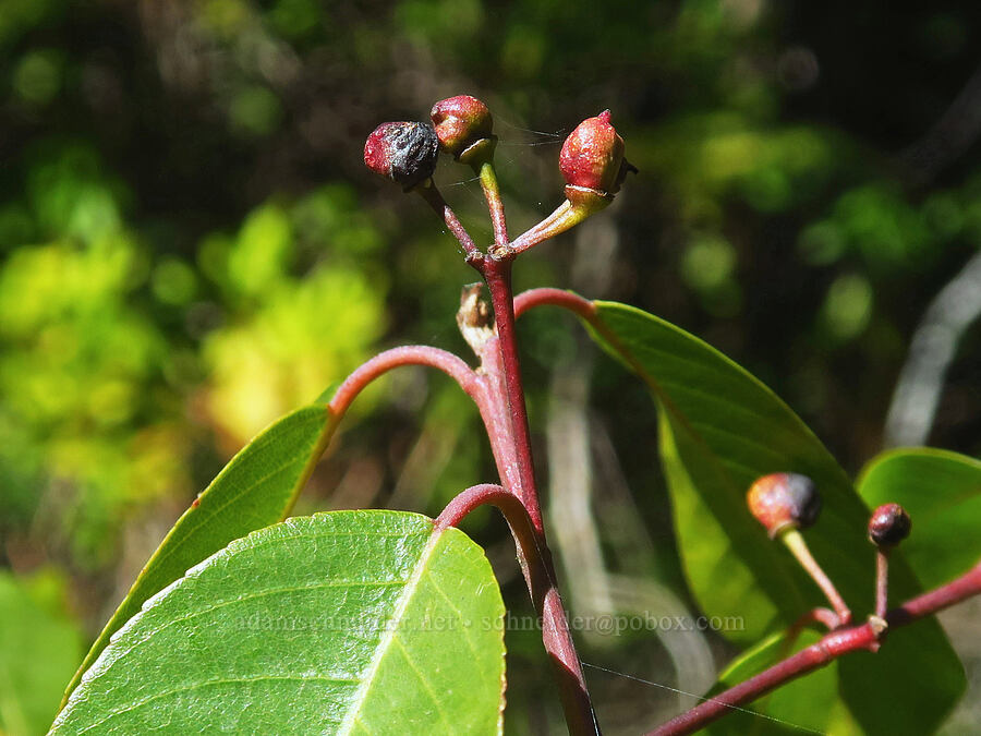 California buckthorn (coffeeberry) (Frangula californica (Rhamnus californica)) [Hunter Creek Bog ACEC, Curry County, Oregon]