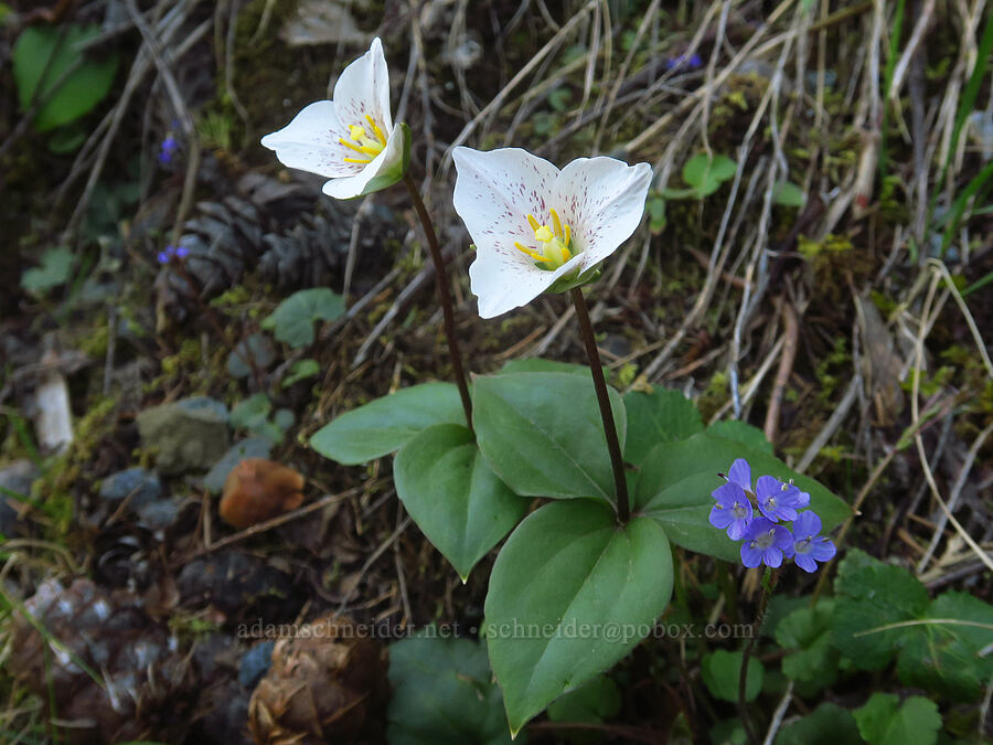Siskiyou trillium & snow queen (Pseudotrillium rivale (Trillium rivale), Synthyris reniformis (Veronica regina-nivalis)) [Forest Road 3680, Curry County, Oregon]