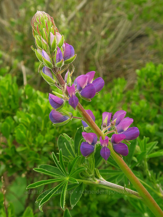 riverbank lupine (Lupinus rivularis) [Sisters Rock State Park, Curry County, Oregon]