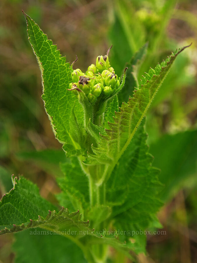 California figwort, budding (Scrophularia californica) [Sisters Rock State Park, Curry County, Oregon]