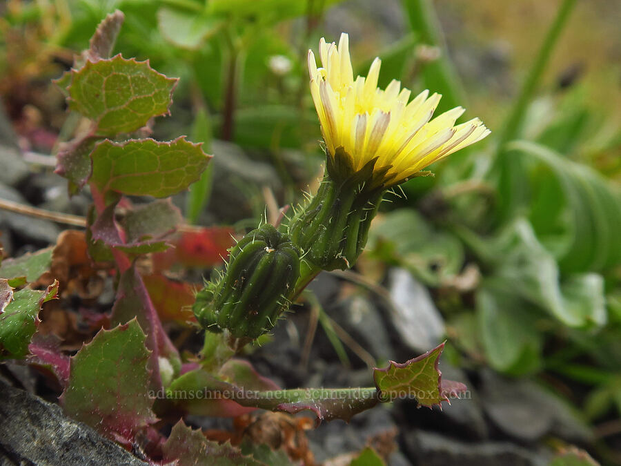 common sow-thistle (Sonchus oleraceus) [Sisters Rock State Park, Curry County, Oregon]