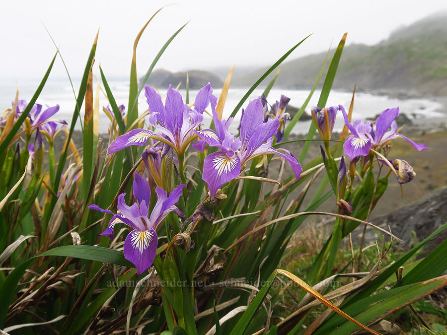Douglas' iris (Iris douglasiana) [Sisters Rock State Park, Curry County, Oregon]