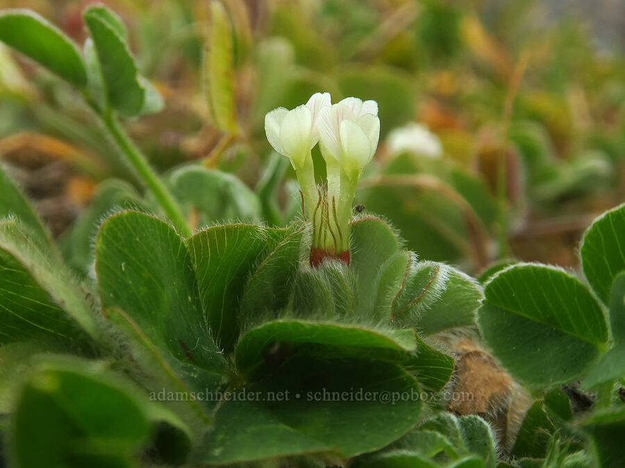 subterranean clover (Trifolium subterraneum) [Sisters Rock State Park, Curry County, Oregon]
