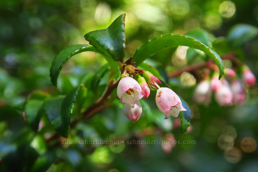 evergreen huckleberries (Vaccinium ovatum) [Blacklock Point Trail, Curry County, Oregon]