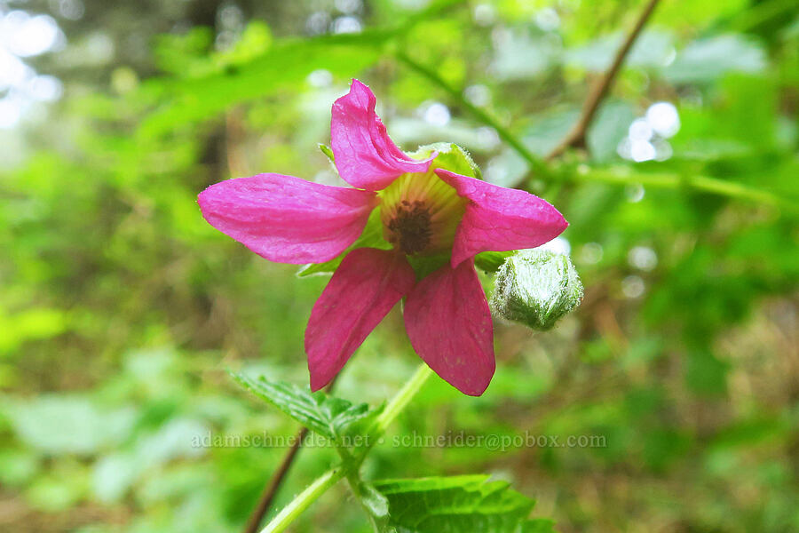 salmonberry flower (Rubus spectabilis) [Blacklock Point Trail, Curry County, Oregon]