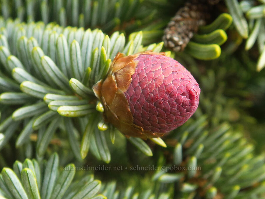 Sitka spruce pollen cone (Picea sitchensis) [Blacklock Point, Curry County, Oregon]