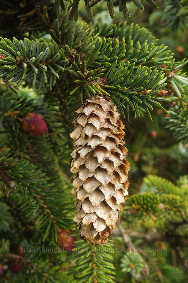 Sitka spruce cone (Picea sitchensis) [Blacklock Point, Curry County, Oregon]