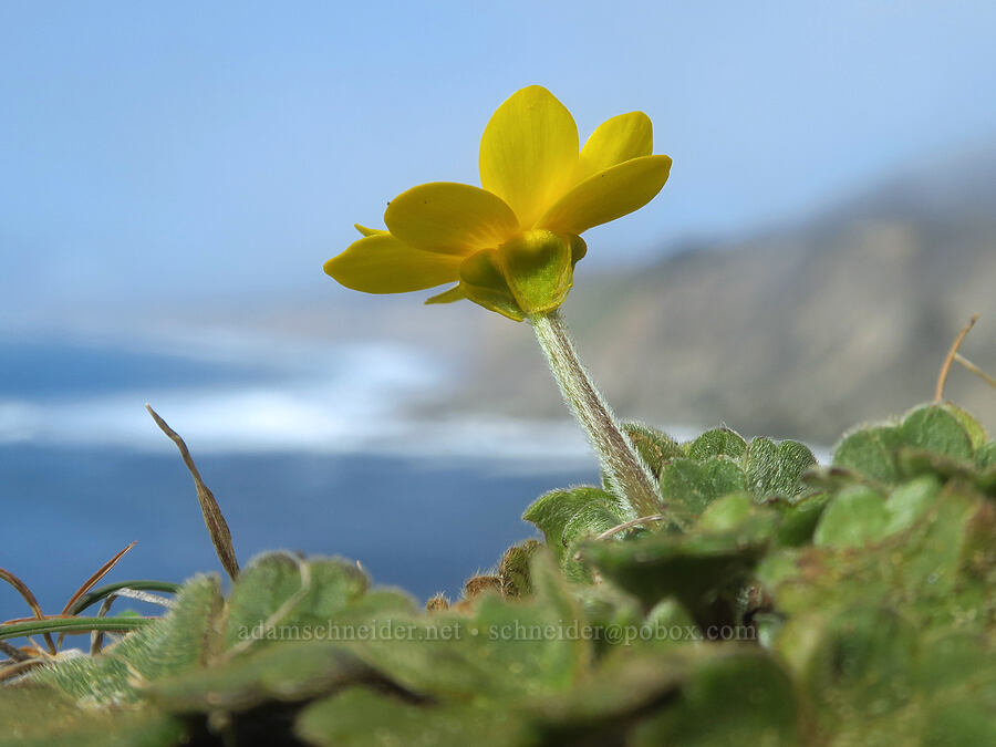 California buttercup (Ranunculus californicus) [Blacklock Point, Curry County, Oregon]