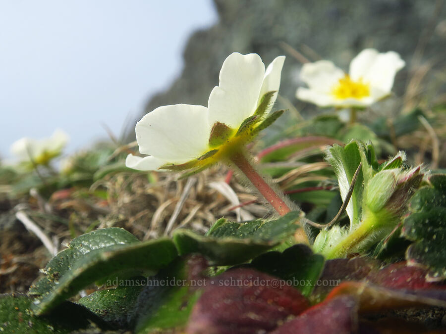 beach strawberry flowers (Fragaria chiloensis) [Blacklock Point, Curry County, Oregon]