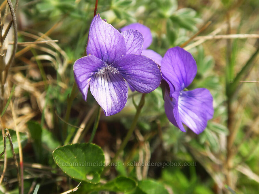 hooked blue violets (Viola adunca) [Blacklock Point, Curry County, Oregon]