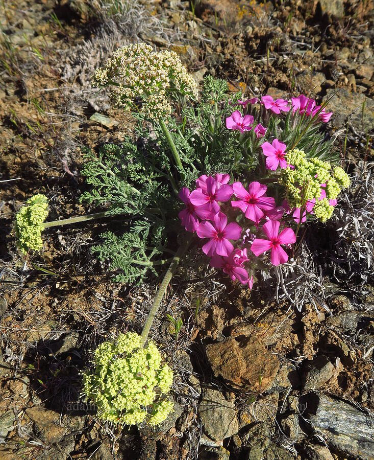 big-seed biscuitroot & Yreka phlox (Lomatium macrocarpum, Phlox hirsuta) [China Hill, Yreka, Siskiyou County, California]