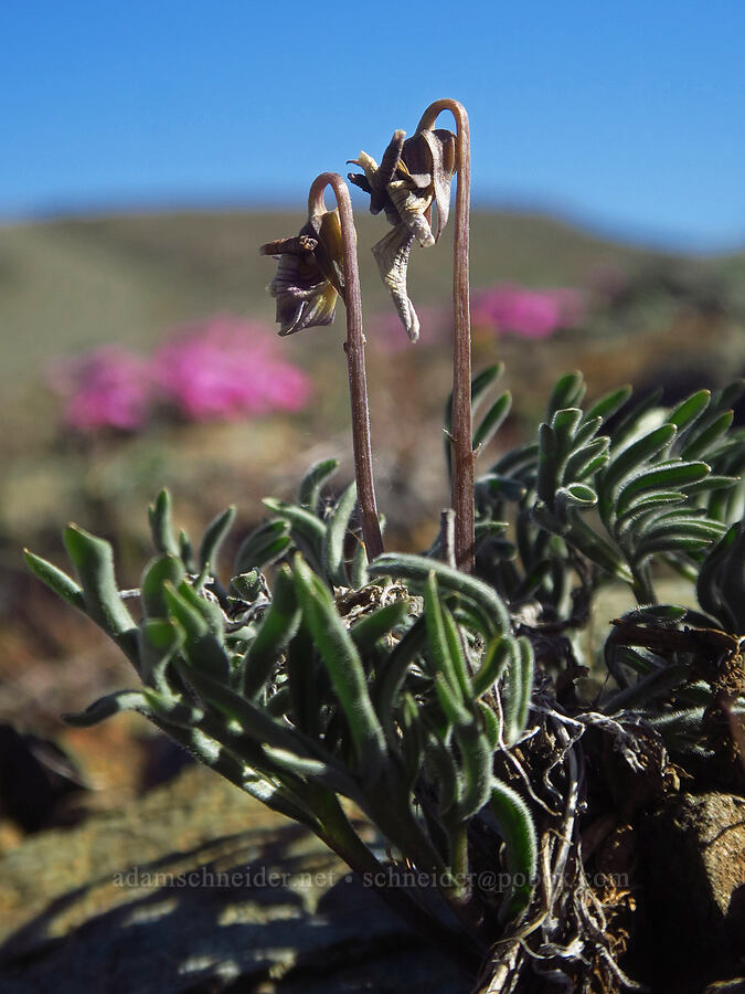 Great Basin violets, faded (Viola beckwithii) [China Hill, Yreka, Siskiyou County, California]