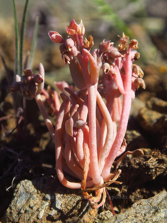 serpentine spring-beauty (Claytonia exigua ssp. exigua (Montia exigua ssp. exigua)) [China Hill, Yreka, Siskiyou County, California]