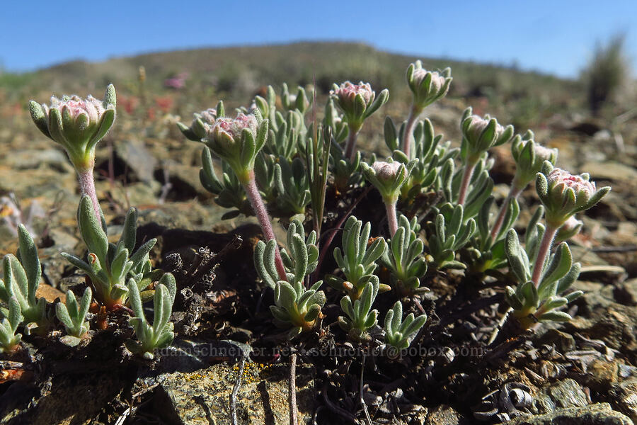 rock buckwheat (Eriogonum sphaerocephalum var. halimioides) [China Hill, Yreka, Siskiyou County, California]